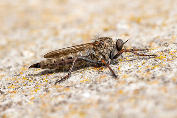 Brown heath Robberfly Machimus cingulatus