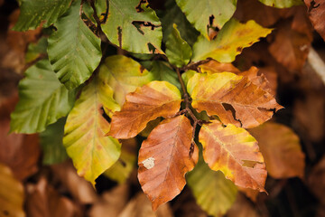 Greem. yellow and brown leaves on a branch in the Rhineland Palatinate forest of Germany.