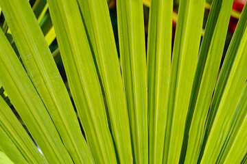 Chinese windmill palm