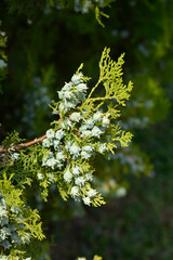 Oriental thuja