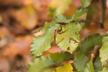 Green leaf used as food on a tree in a German forest on a fall day.