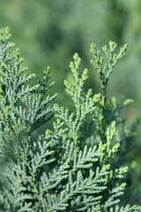 Lawsons Cypress Columnaris