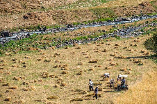 Crop harvest of shepherds preparing for winter in Hakkari mountains