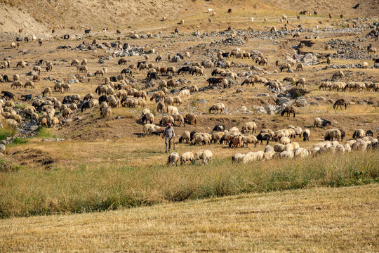 shepherd and her flock in the mountains of hakkari