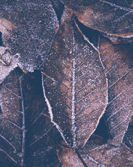 Winter mood, icy frosty brown leaves, macro, nature, tree, leaf, pattern, texture