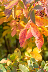 Autumn leaves close up, selective focus nature background