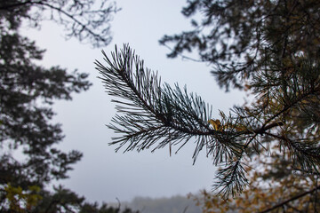 The bank of the Pasha River in fog