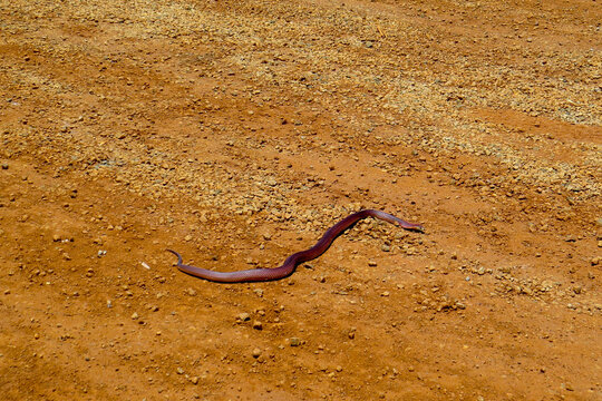 King Brown Snake - Australia