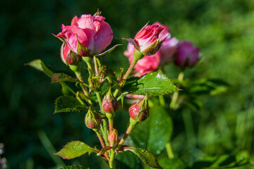 Obraz na płótnie Canvas Little pink roses in the garden