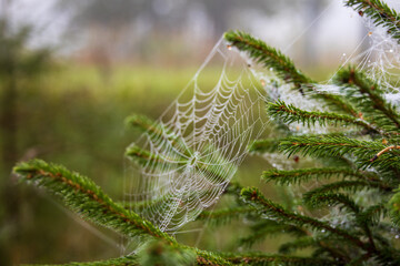 Spider web in dew drops on a spruce branch