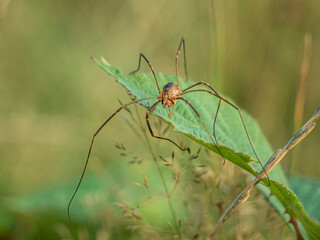 Harvest spider in meadow grass