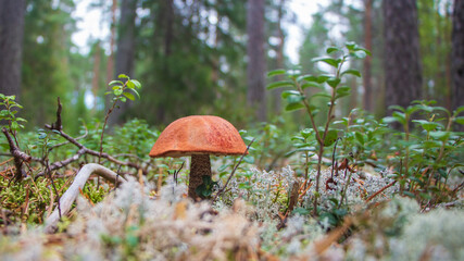 Podosinovik mushroom in the forest