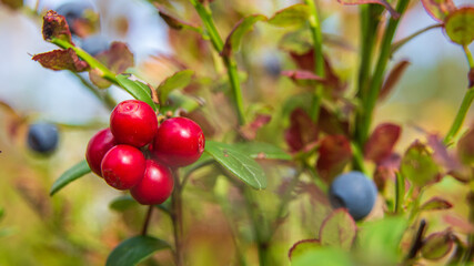 Lingonberry close-up in the forest