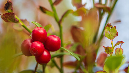 Lingonberry close-up in the forest