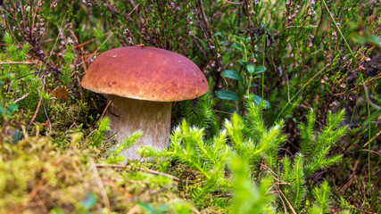 White mushroom in the forest