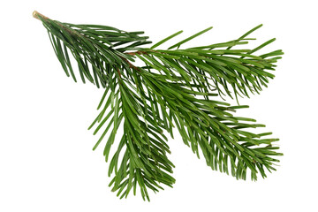 Naklejka na ściany i meble Branch of beautiful Nordmann Fir Christmas Tree. Green pine, spruce branch with needles. Isolated on white background. Close up top view.
