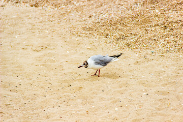 seagull on the beach