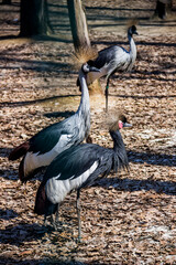 black crowned cranes in the zoo