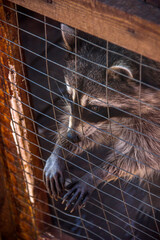 raccoon in a cage at the zoo