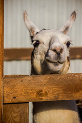 a white llama