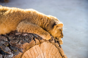 a small lion cub