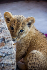 a small lion cub