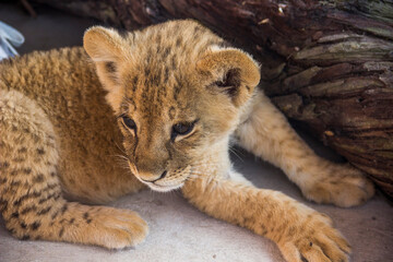a small lion cub