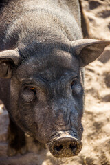 Fototapeta premium a black Vietnamese pig