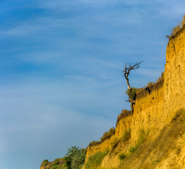 a lonely tree on the sandstone cliff
