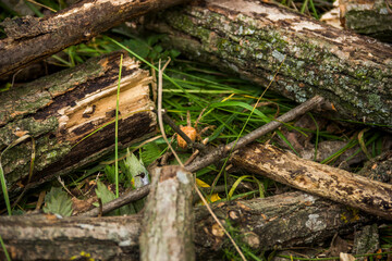 a spider on wooden log in the forest
