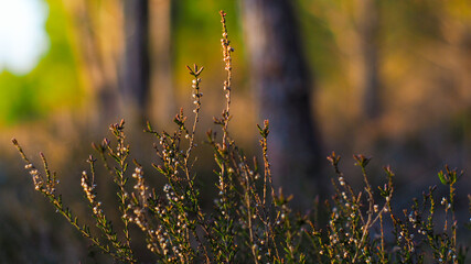 Macro de tiges de bruyères desséchées, dans la forêt des Landes de Gascogne