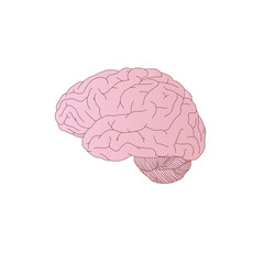 medical illustration of the human brain