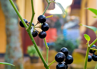 red currant on a branch