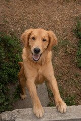 Labrador breed dog with beautiful yellow fur with happy open mouth, domestic pets and loyal companions, love and family member