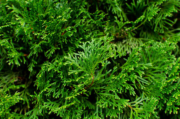 Conifer tree. Spruce cones. Pine cones. Christmas tree. Needles.