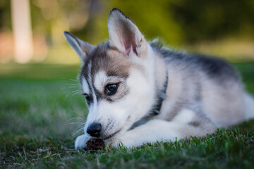 Cute Puppy at Dog Park