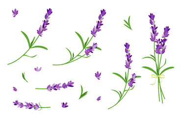 Lavender flowers collection isolated on white background.