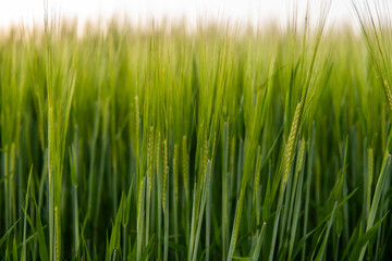 Obraz premium Young green barley growing in agricultural field in spring. Unripe cereals. The concept of agriculture, organic food. Barleys sprout growing in soil. Close up on sprouting barley in sunset.