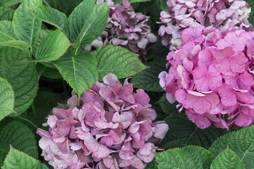 Pink and purple hydrangea flowers, Hortensia