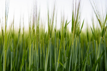 Young green barley growing in agricultural field in spring. Unripe cereals. The concept of agriculture, organic food. Barleys sprout growing in soil. Close up on sprouting barley in sunset.