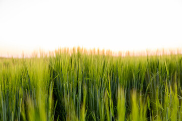 Young green barley growing in agricultural field in spring. Unripe cereals. The concept of agriculture, organic food. Barleys sprout growing in soil. Close up on sprouting barley in sunset.