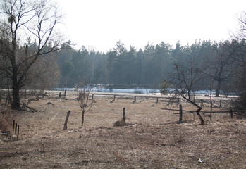 autumn field and forest in belarus