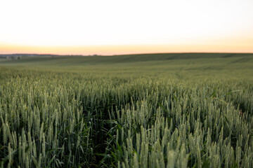 Young green wheat growing in agricultural field. Unripe cereals. The concept of agriculture, organic food. Wheat sprout growing in soil. Close up on sprouting wheat in sunset.