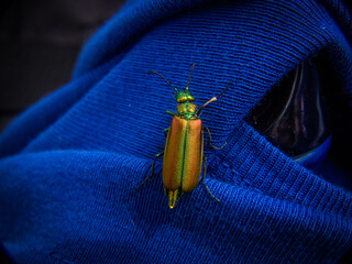 ESCARABAJO VERDE METALICO ENTRE PLANTAS