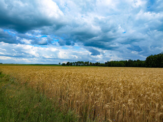 Pole pszenicy pod zachmurzonym niespokojnym niebem 