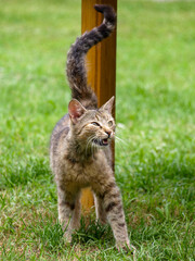 Kot portret zwierzak © Paweł Kacperek