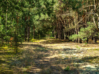 Leśna ścieżka aleja park