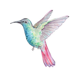 colorful hummingbird flying isolated art