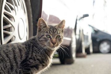 A relaxed domestic cat with green eyes on the street