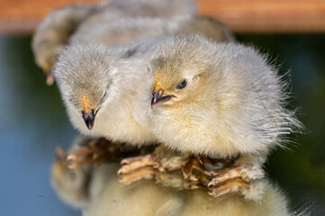 2 day old Lavender Pekin Bantam chickens
